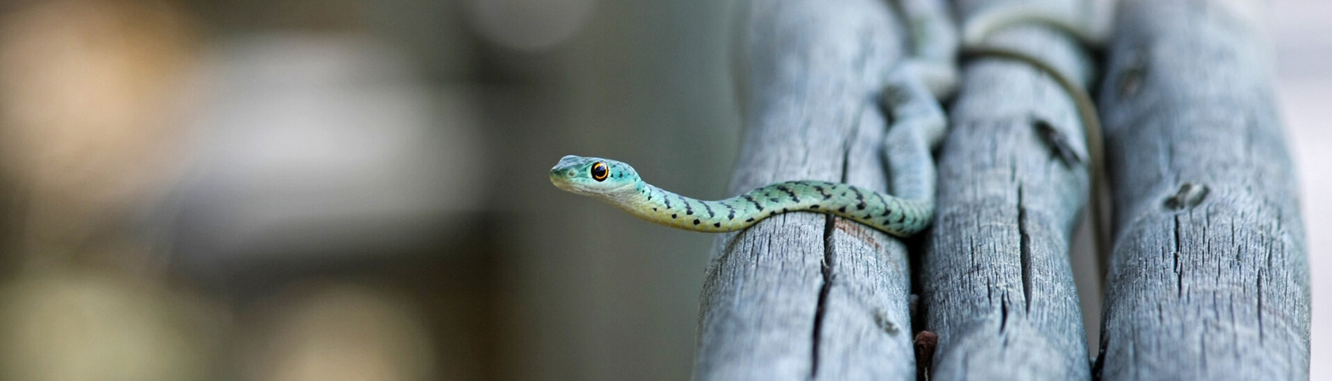 Haftpflicht für exotische Tiere