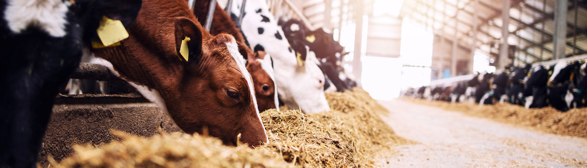 Landwirtschaftliche Betriebshaftpflichtversicherung