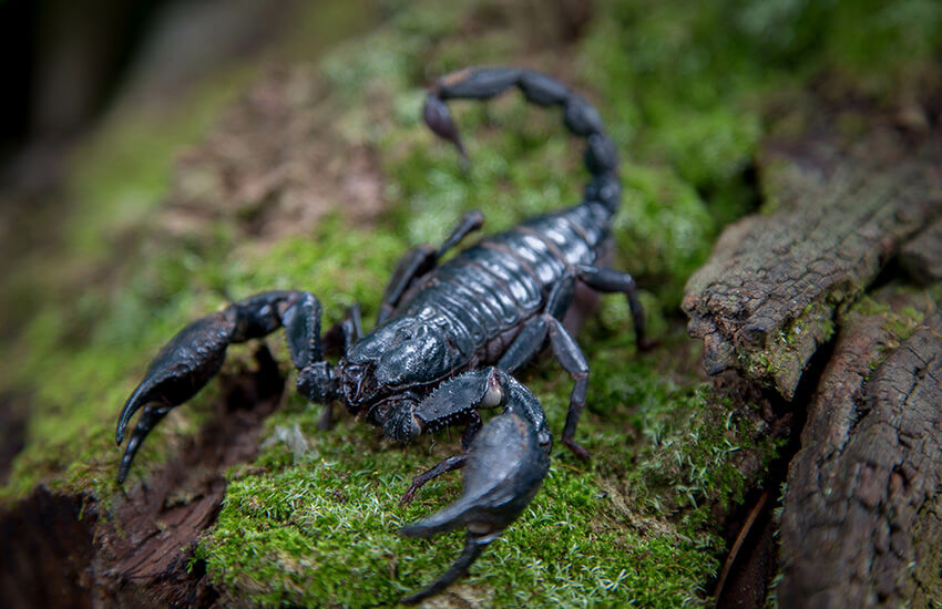 GVO Versicherung -  Exotische Tiere