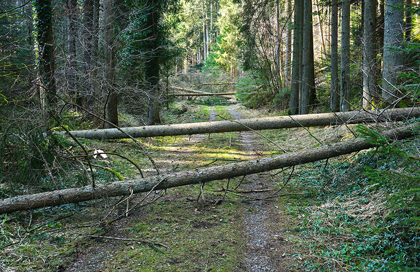 GVO Versicherung -  Waldversicherung