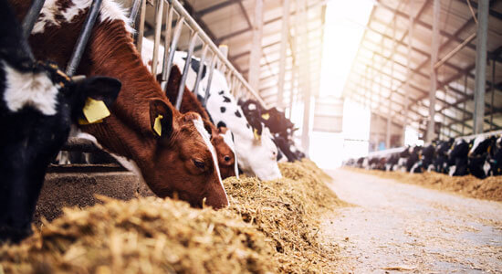 Teaser Landwirtschaftliche Betriebshaftpflichtversicherung